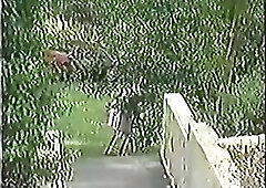 Starring : Tianna , Deidre Holland , Champagne, Randy West , Jon Dough