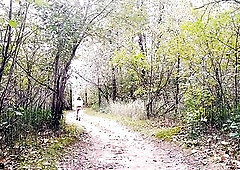 Bottomless fall walk in the woods