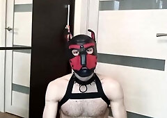 mutt have fun with dicktoy