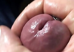 Thick, veiny Glans of a mature Bull