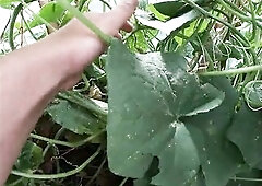 Hera Harding is gardening exposed to discover a large cucumber for masturbation. That Babe will pound herself str8 in the greenhouse. U will hear her 