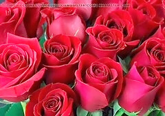 Big ass, mature, hd videos