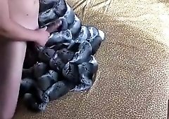 Great chinchilla filthy used